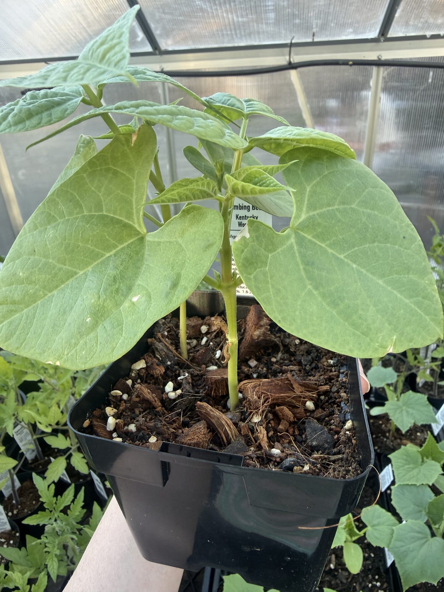 Bean 