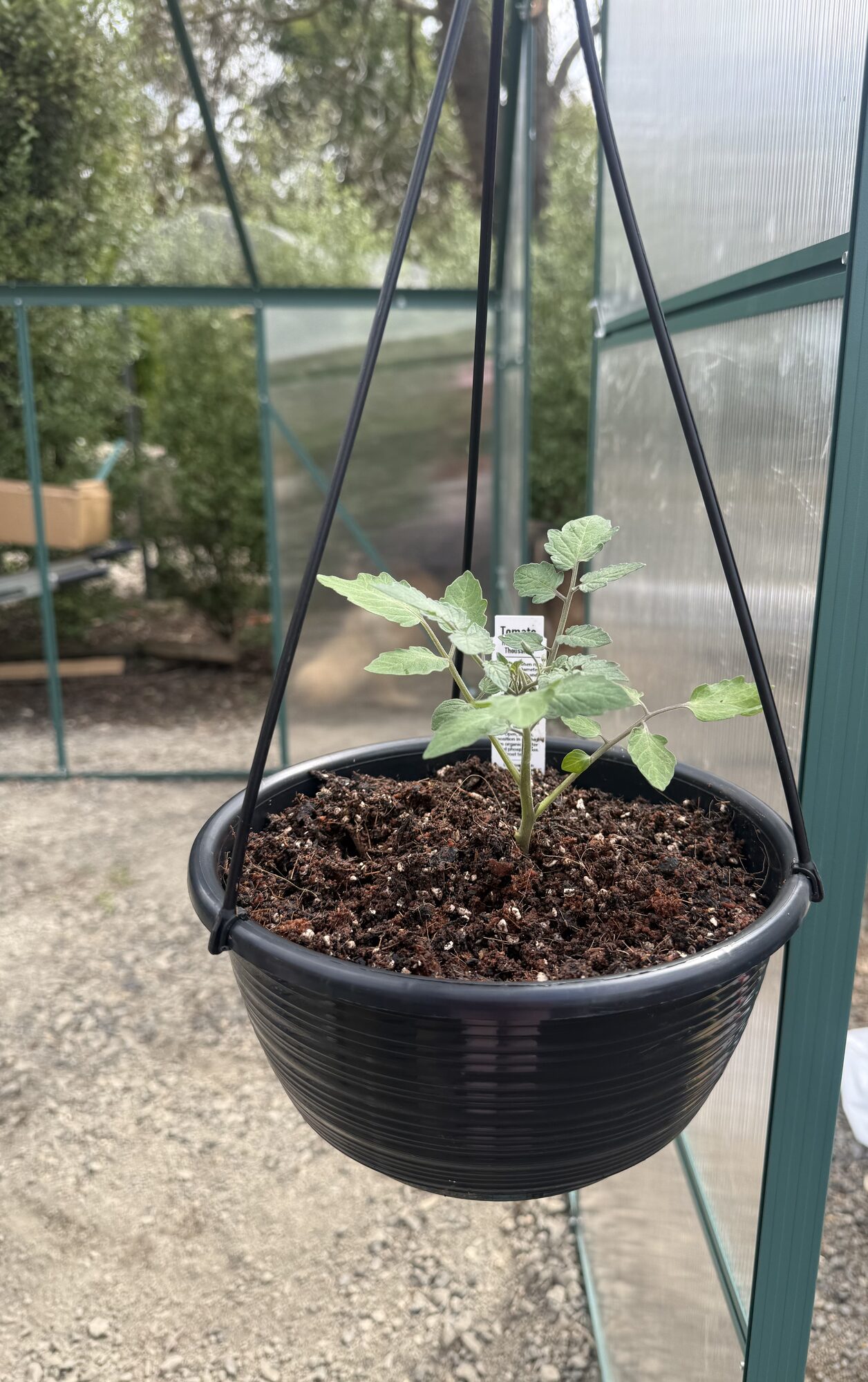 Hanging Tomato Plants 