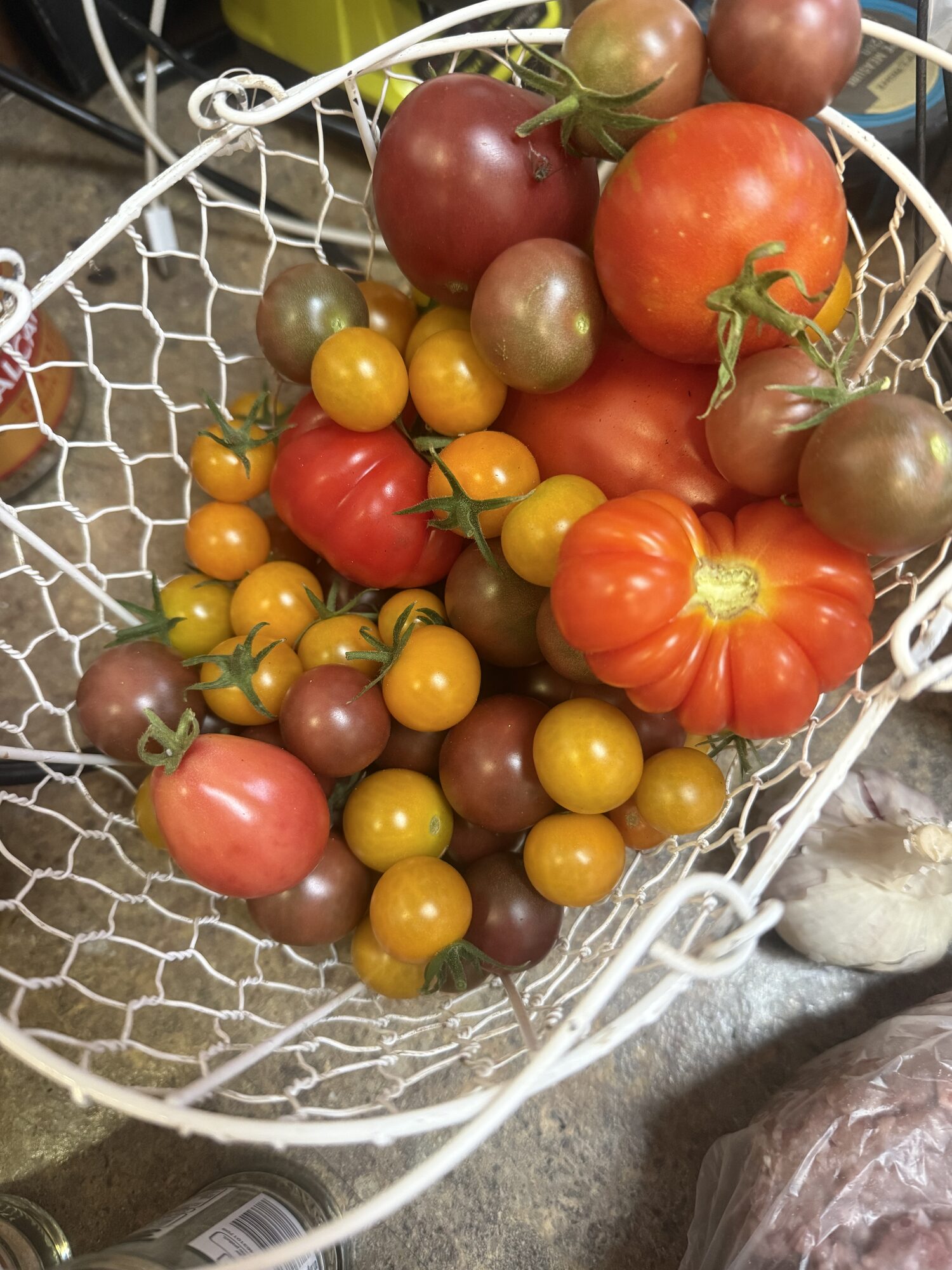 Tomato Seedling 3inch